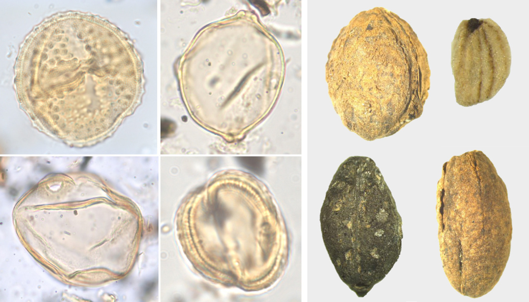 Palynological and archaeobotanical analyses
